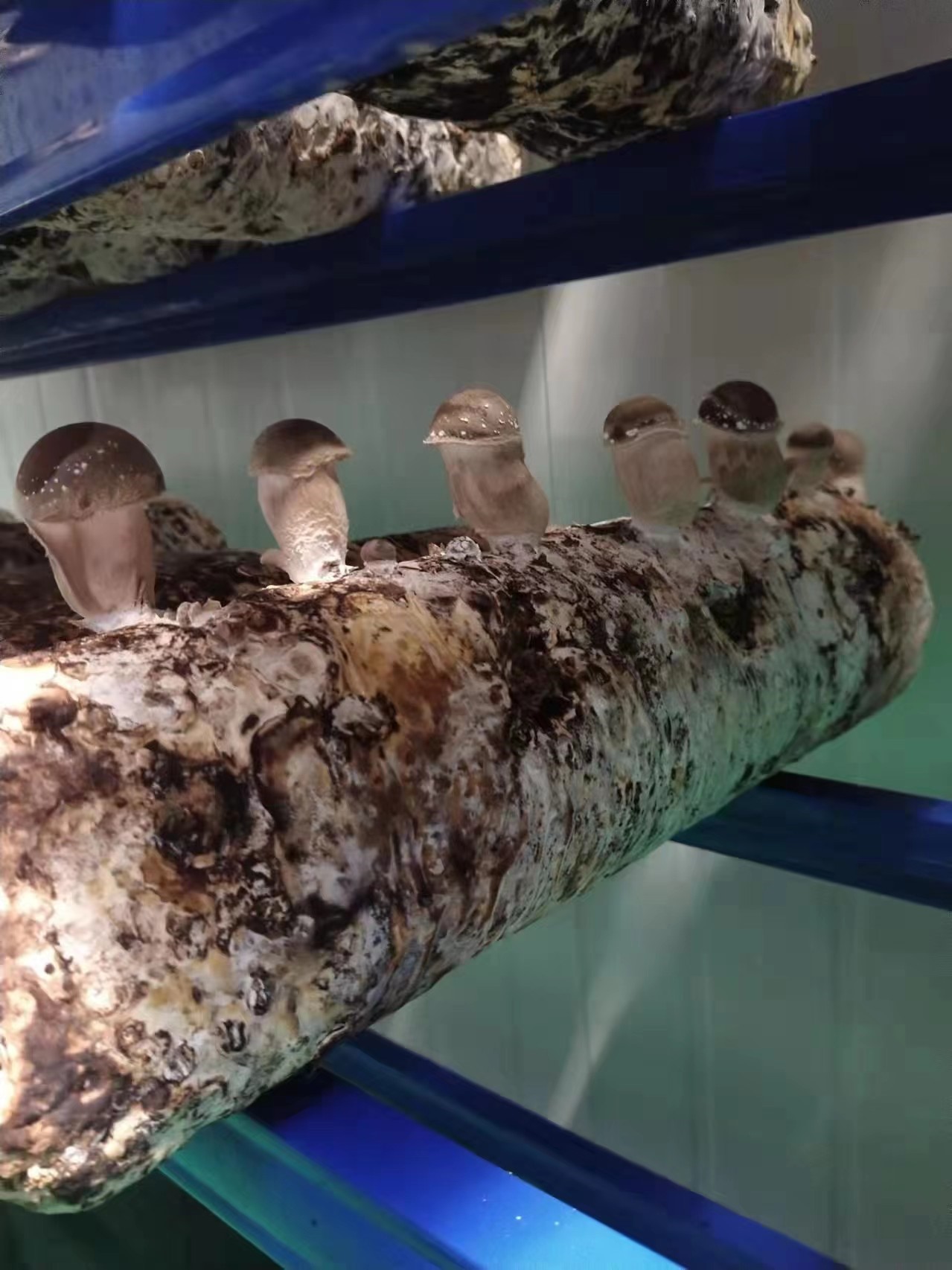 Ecological Matsutake