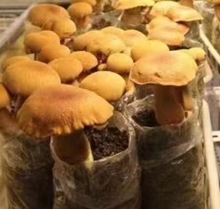 Lotus leaf pleated umbrella